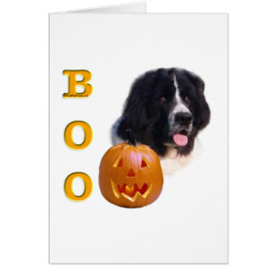 Newfoundland (landseer) Boo
