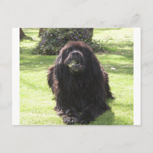 Newfoundland laying.png postcard