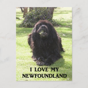 Newfoundland love w pic.png postcard