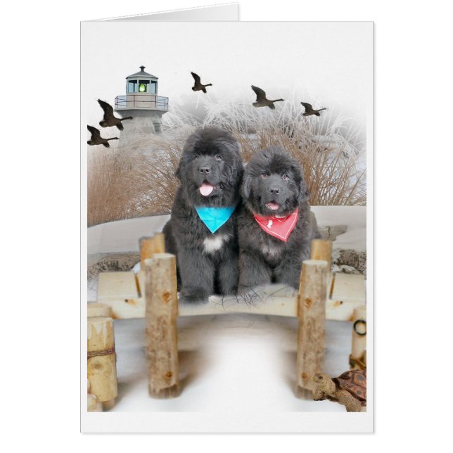 Newfoundland Puppies on beach cards (Front)