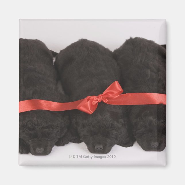 Newfoundland Puppies sleeping (Canis Magnet (Front)