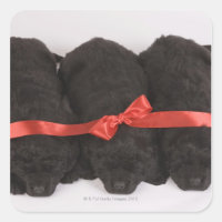 Newfoundland Puppies sleeping (Canis