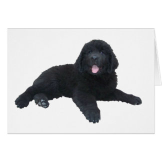 Newfoundland Puppy
