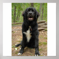 Newfoundland Puppy Poster