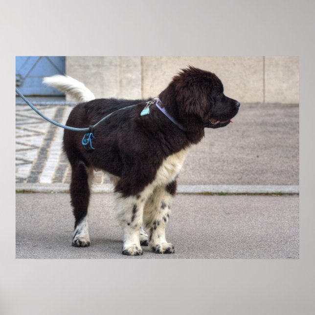Newfoundland Puppy Poster (Front)