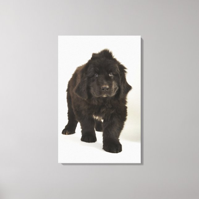 Newfoundland puppy, studio shot canvas print (Front)