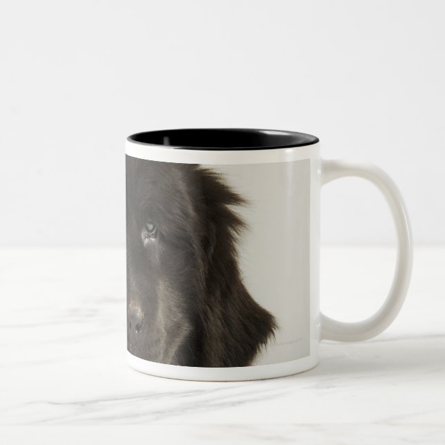 Newfoundland puppy, studio shot Two-Tone coffee mug (Right)
