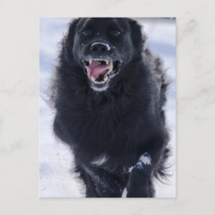 Newfoundland Running Postcard