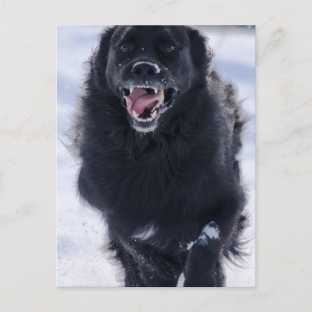 Newfoundland Running Postcard (Front)