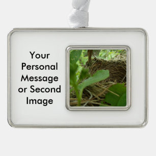 Newly Built but Empty Bird Nest in a Mulberry Tree Silver Plated Framed Ornament