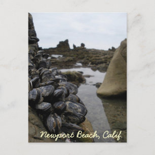 Newport Beach Muscles at Low Tide Postcard