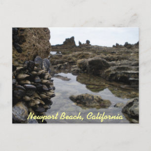 Newport Beach Muscles Postcard
