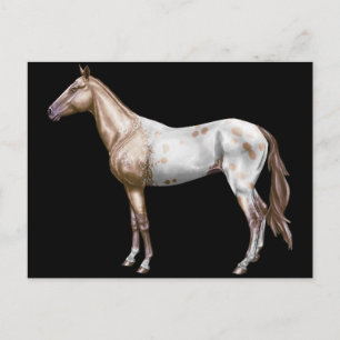 Nez Perce Horse Postcard