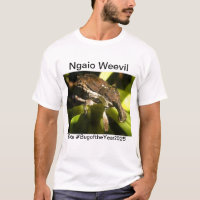 Ngaio weevil for Bug of the year 2025