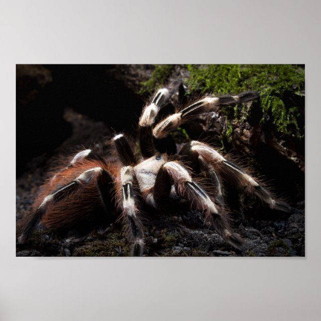 Nhandu Chromatus Brazilian Red & White Tarantula  Poster (Front)