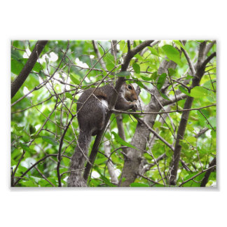 Nibbling Squirrel Photo Print
