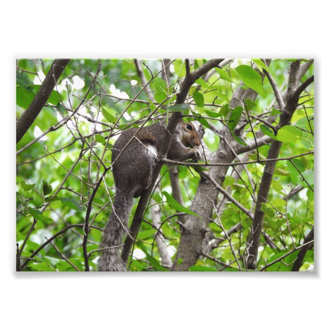 Nibbling Squirrel Photo Print (Front)