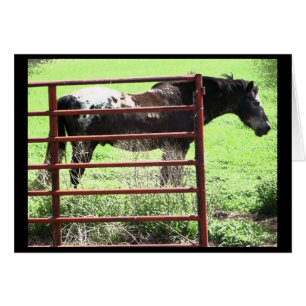 "Nick" Appaloosa Horse