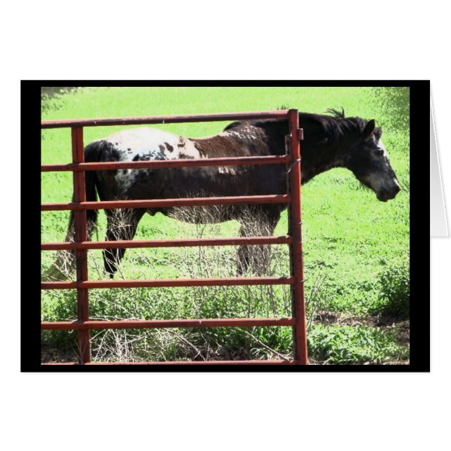 "Nick" Appaloosa Horse (Front Horizontal)