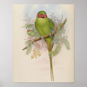 Nicobar Parakeet by John Gould Print