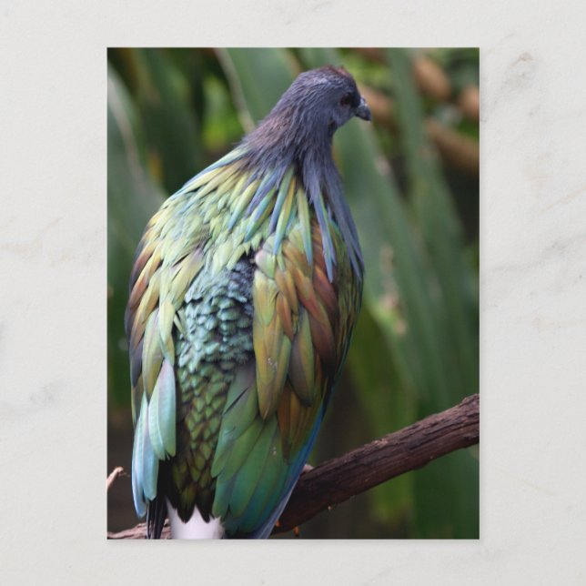 Nicobar Pigeon Bird Postcard (Front)