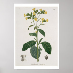 Nicotiana from 'Phytographie Medicale' by Joseph R Poster