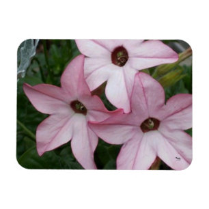 Nicotinia Star Flowers Magnet