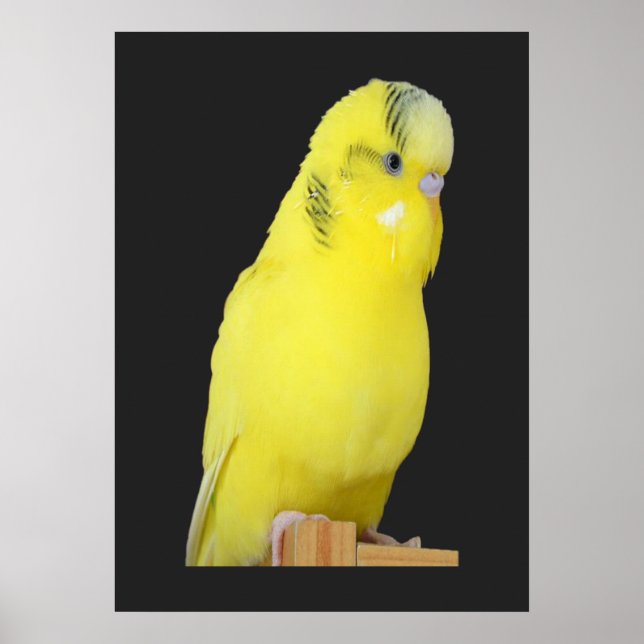 niedlicher gelber Wellensittich Poster (Front)