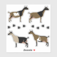 Nigerian Dwarf Dairy Goat