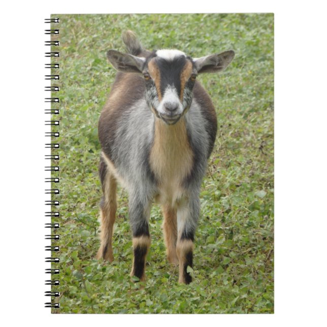 Nigerian Dwarf Dairy Goat Kid Notebook (Front)