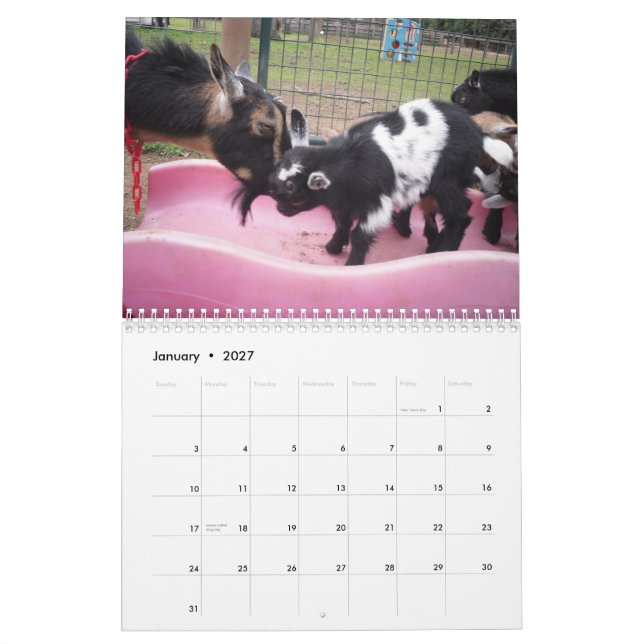 nigerian dwarf goat 2014 calender calendar (Jan 2027)