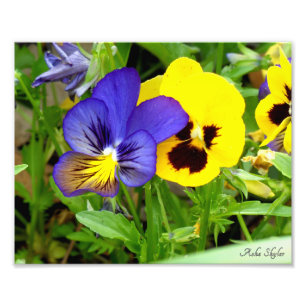 Night and Day Pansies Photo Print