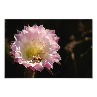 Night Bloom and Bee Photo Print