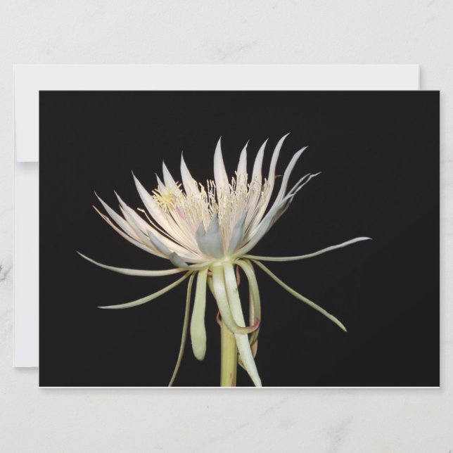 Night blooming cactus flower card (Front)