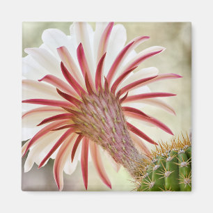 Night blooming cactus flower magnet
