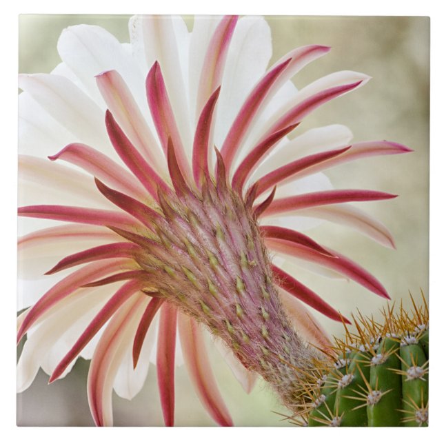 Night blooming cactus flower tile (Front)