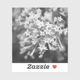 Night-blooming Jasmine