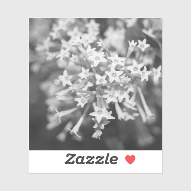Night-blooming Jasmine (Sheet)