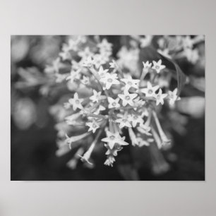 Night-blooming Jasmine Poster
