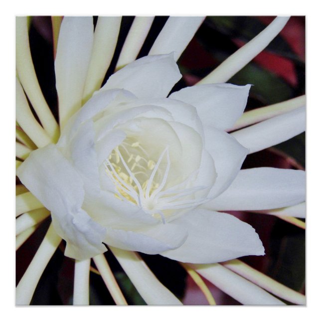 Night Blooming Staghorn Fern Poster (Front)