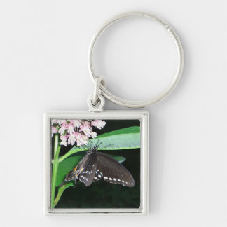 Night Butterfly Black Swallowtail at Shenandoah Key Ring