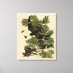 Night Hawk - John James Audubon's Birds of America Canvas Print