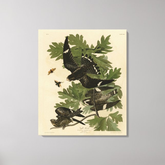 Night Hawk - John James Audubon's Birds of America Canvas Print (Front)