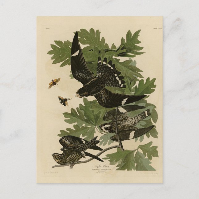 Night Hawk - John James Audubon's Birds of America Postcard (Front)