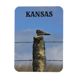 Night Hawk Sleeping on a Stone Post Magnet