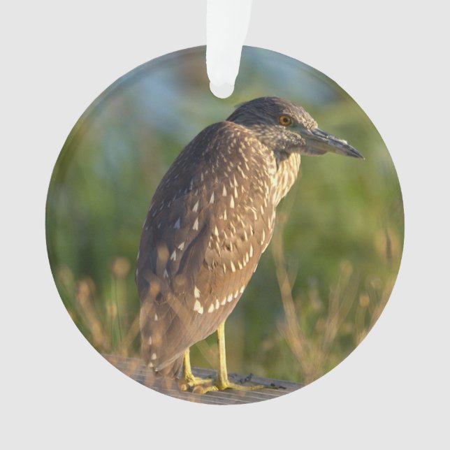 Night Heron Bird Photo Ornament  (Front)