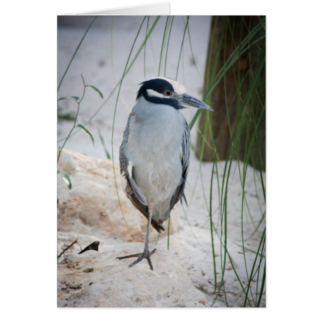 Night Heron Card (Front)