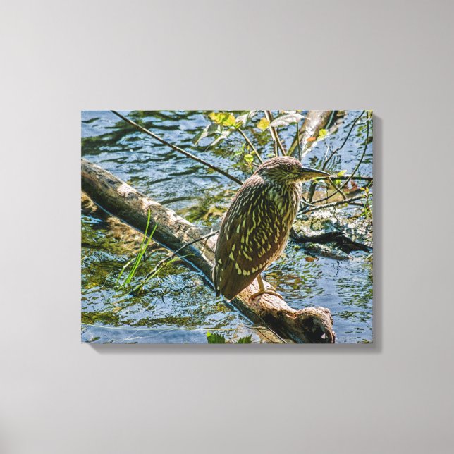 Night Heron jv Canvas Print (Front)