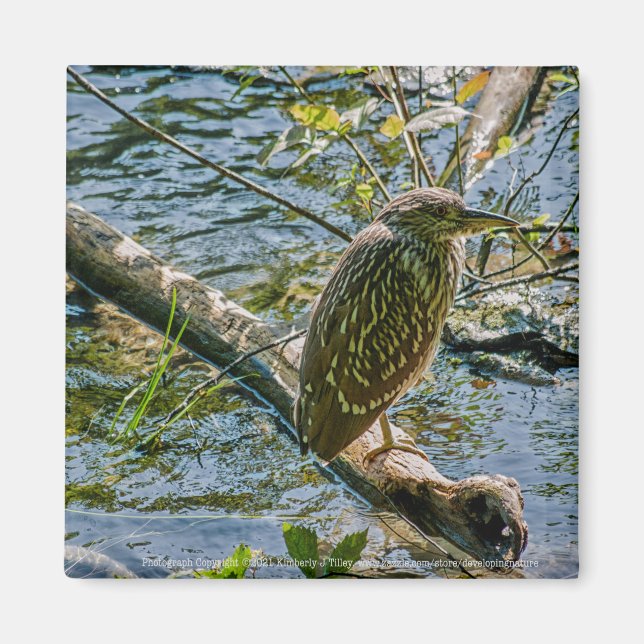 Night Heron jv Magnet (Front)
