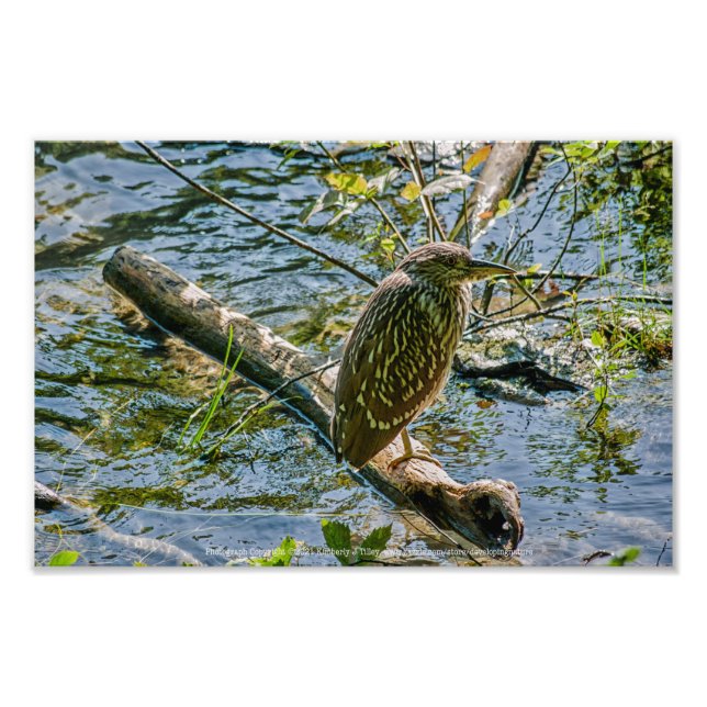 Night Heron jv Photo Print (Front)